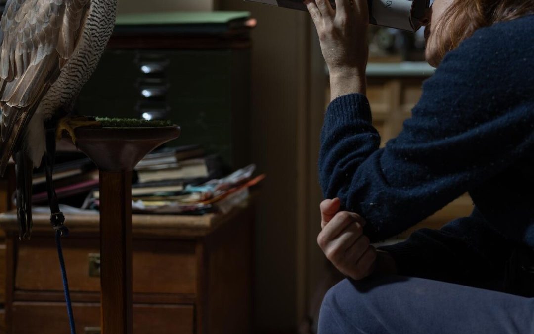 H is for Hawk (dir. Philippa Lowthorpe)